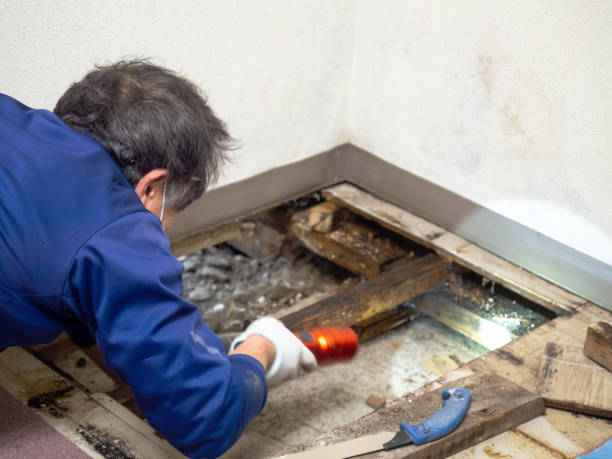Best Water Damage Restoration  in New Market, TN