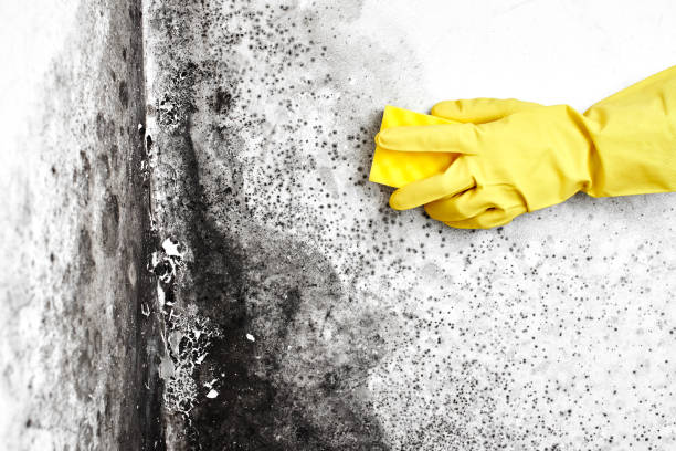 Best Attic Mold Removal  in New Market, TN
