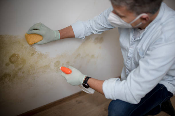 Best Mold Testing  in New Market, TN