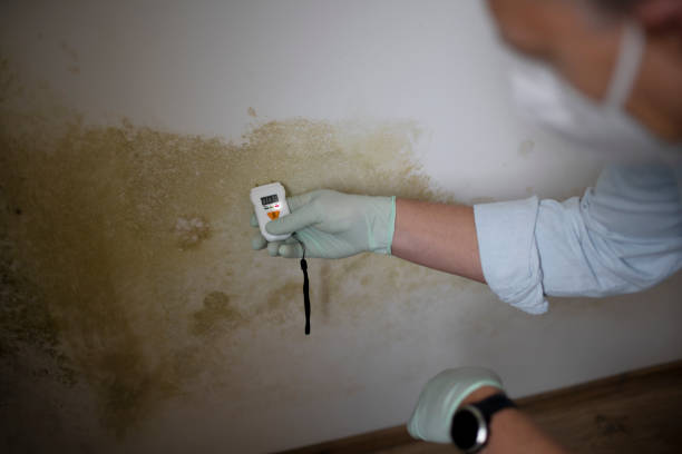 Best Commercial Mold Removal  in New Market, TN