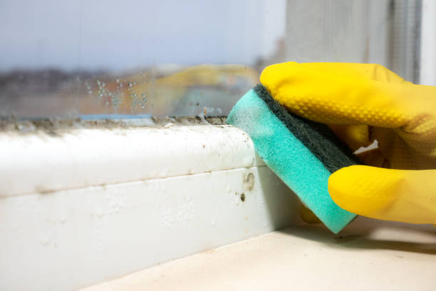 Best Office Mold Removal Services  in New Market, TN