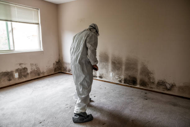 Mold Removal and Inspection in New Market, TN