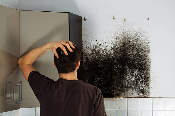 Best Professional Mold Removal  in New Market, TN