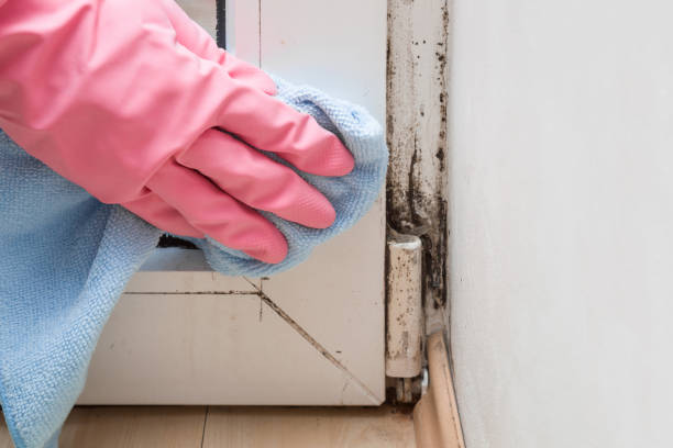 New Market, TN Mold Removal Company