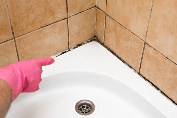Best Black Mold Removal  in New Market, TN